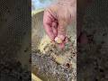 I Tried Beach Hunting with a KITCHEN STRAINER and Found a Ring! #satisfying #beach
