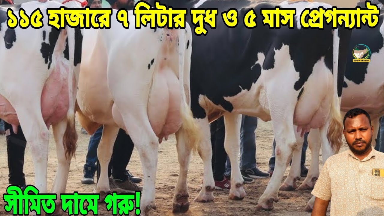 মাত্র ১০৫ হাজারে ১০ লিটার ও ১১৫ হাজারে ১৫ লিটার দুধের গাভী! সীমিত দামে গরু বিক্রি করছেন জাহিদ ভাই।