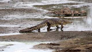 Crocodile Walking