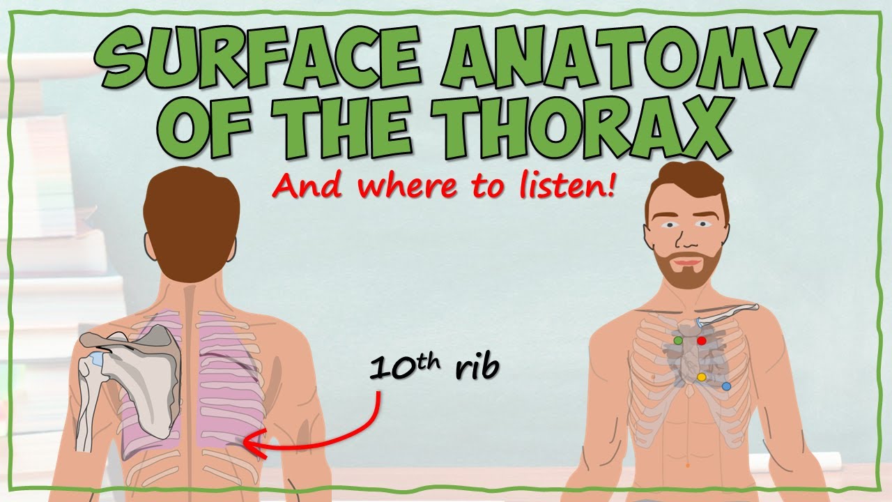 Surface Anatomy of the Thorax - YouTube