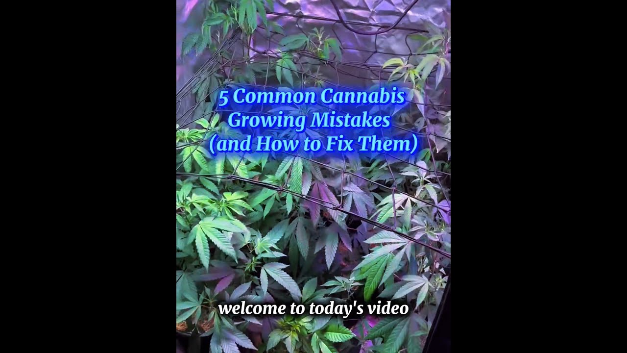5 Common Cannabis Growing Mistakes (and How to Fix Them)