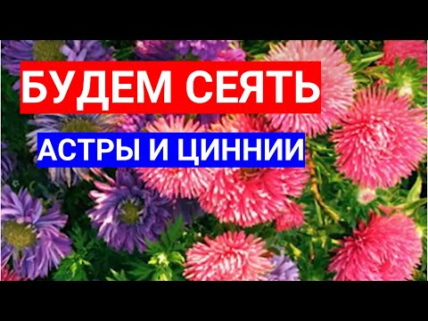 БУДЕМ СЕЯТЬ ЦИННИИ И АСТРЫ НА РАССАДУ В АПРЕЛЕ - ДВА ЛЮБИМЫХ ОДНОЛЕТНИХ ЦВЕТКА