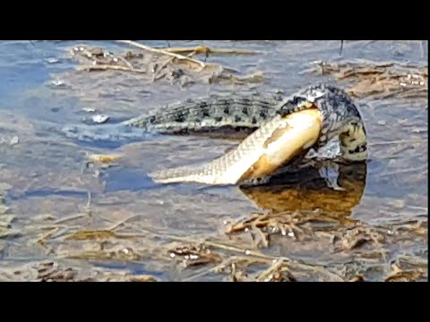 Video: Gurme Tilapia Balıq Tərifləri