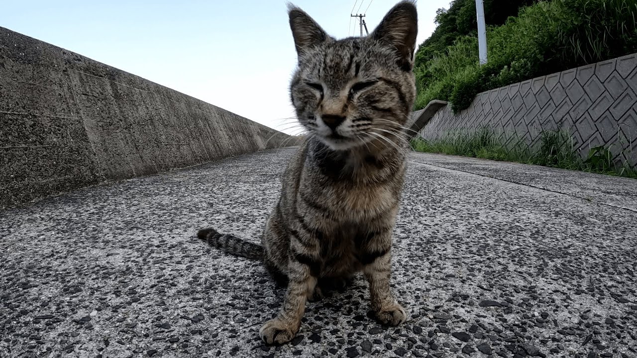 佐柳島　帰り道で出会ったキジ猫が「帰らないでぇ！」と言わんばかりに道の真ん中に陣取ってなんとか足止めしようと無言の圧力をかけてきた