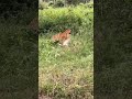 Tiger hunting Deer at Bandipur, Tamilnadu