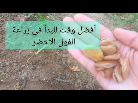 أفضل وقت للبدأ في زراعة الفول الاخضر موسم 2025 2026 لا تتسرع في الزراعة الان