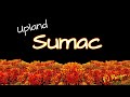 Upland Sumac