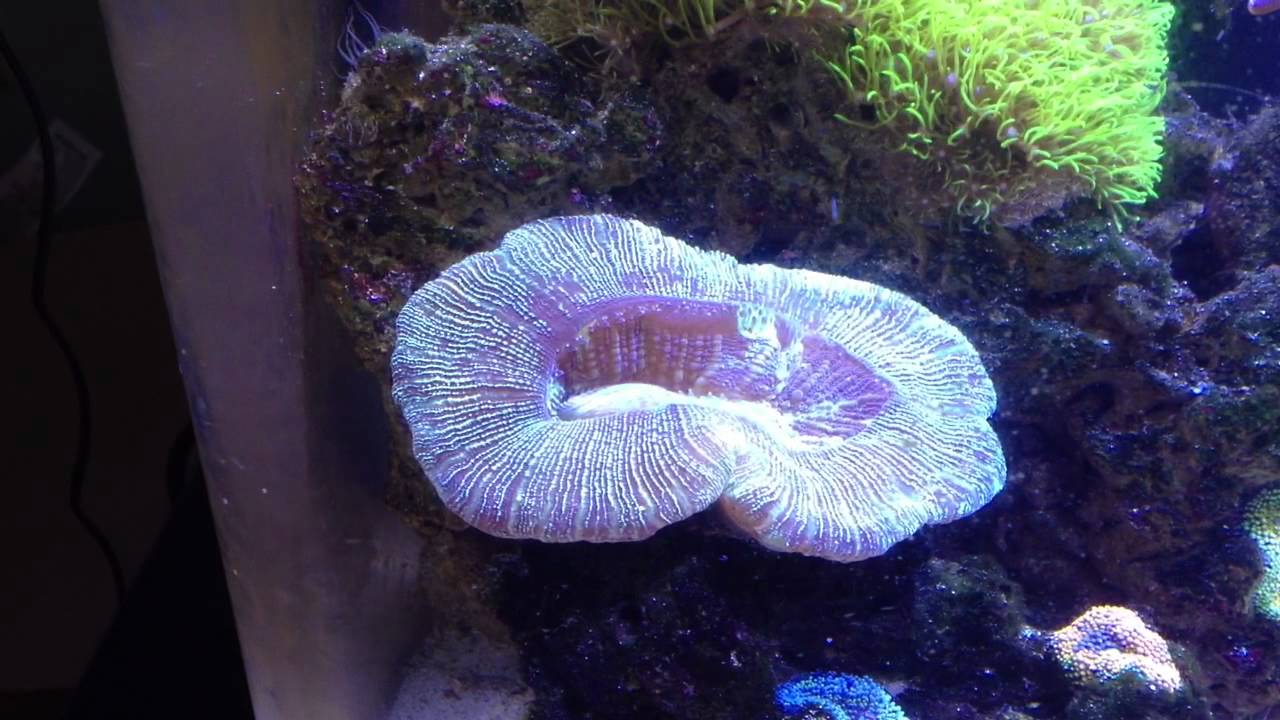 Brain Coral Eating Fish YouTube