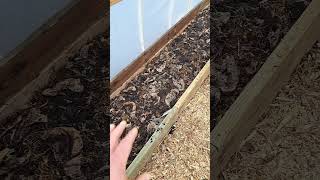 Hot Bedhugelkultur In The Greenhouse