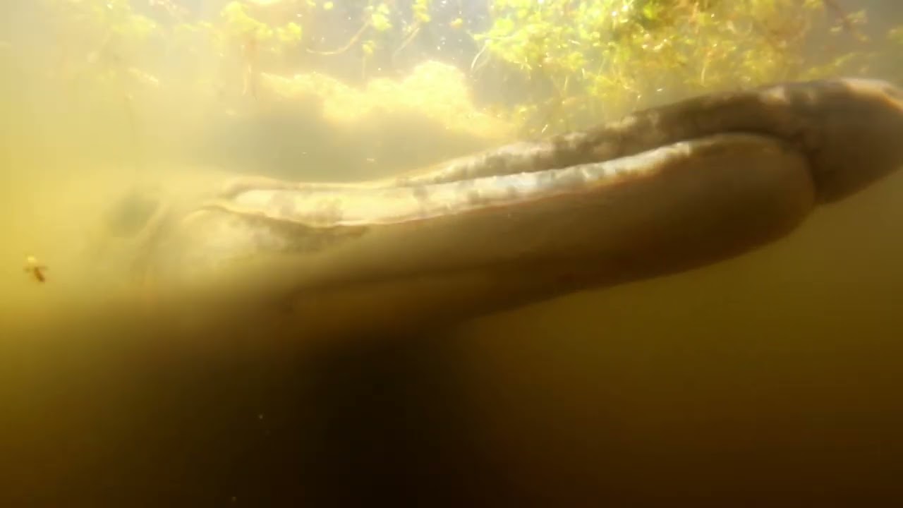 457015 United States Fish And Wildlife Service USFWS 1920x1080