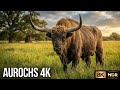 Daily Life of Aurochs in 4K 🦬 | Ancient Wild Cattle Grazing & Roaming | 20 Minutes Wildlife Video