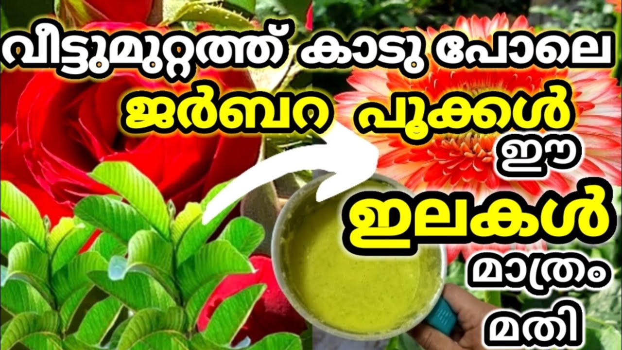 ജർബറയിൽ വലിയ പൂക്കൾ ഉണ്ടാകാൻ/Gerbera plant Care Malayalam/Complete Care/5tips For More Flowering