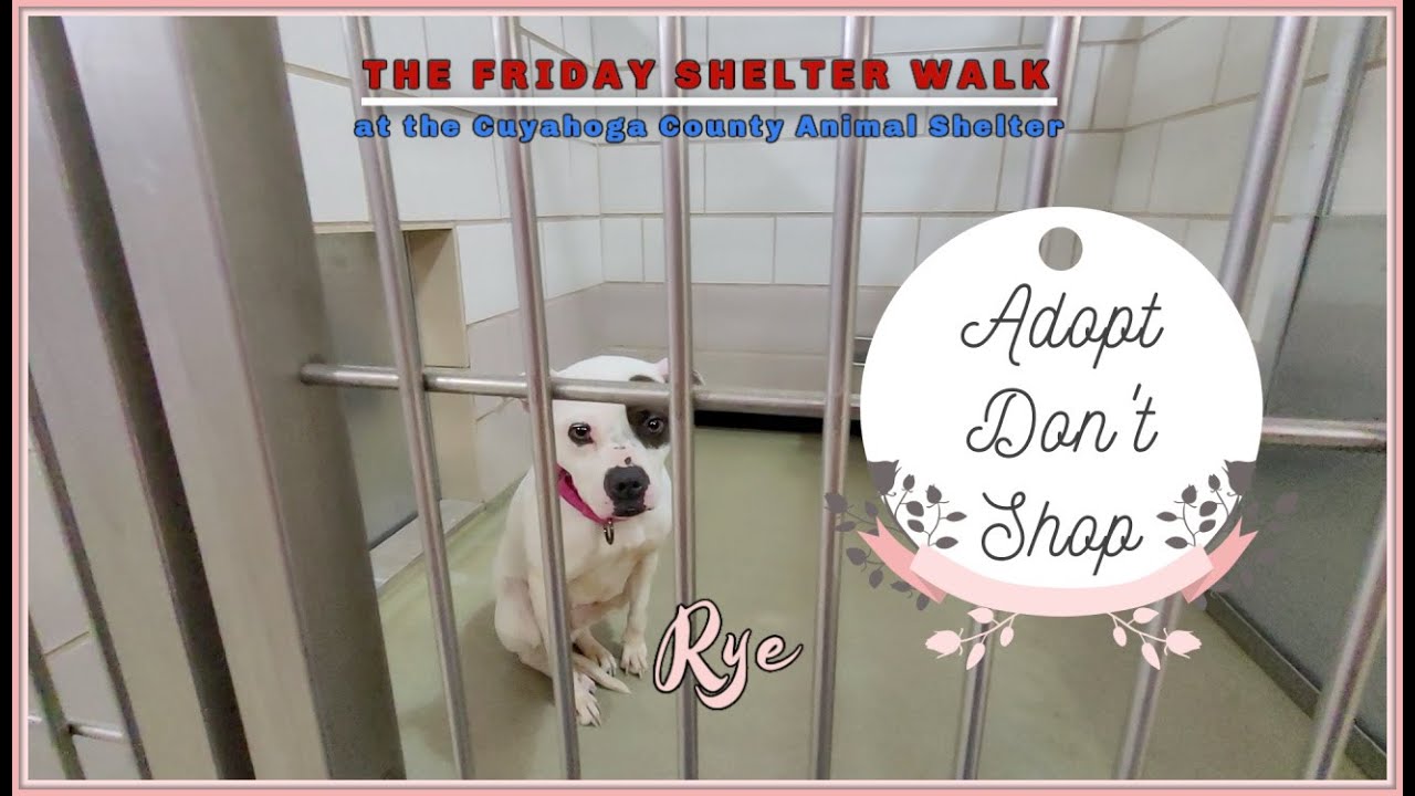 The Friday Shelter Walk At The Cuyahoga County Animal Shelter For The  Weekend Of March 11, 2022 - YouTube