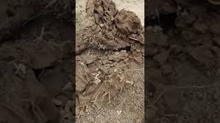 Nuno Sa Punso Navideohan?