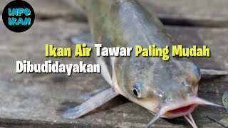 These Are the 4 Easiest Freshwater Fish to Farm for Consumption