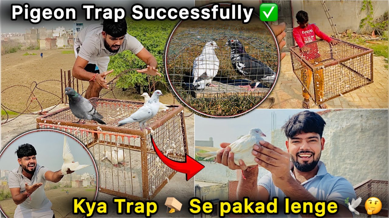 Finally 🥳 I’m Back With Surpise 🕊️ || Pigeon Trap 🪤 Se Pakda Kabutar 🤑