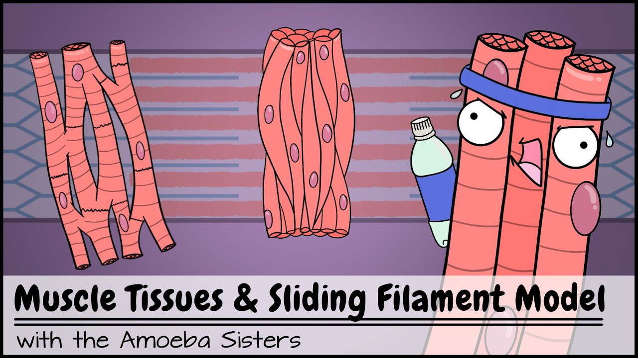 Muscle Tissues and Sliding Filament Model