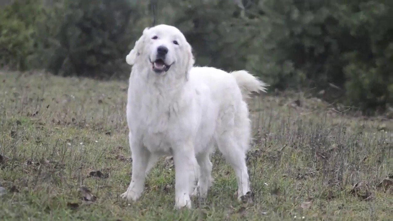 polish shepherd