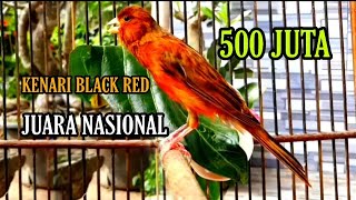 🔴KENARI BLACK RED JUARA NASIONAL 500 JUTA