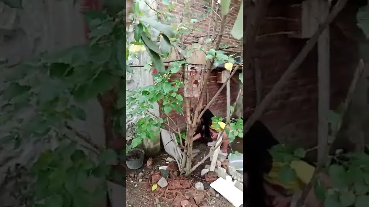 TERNAK DI DALAM KANDANG AVIARY