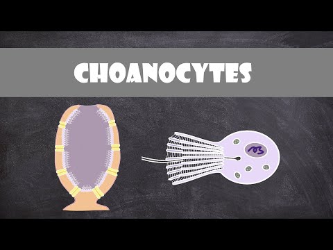 Choanocyte গঠন এবং ফাংশন