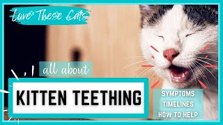 Kitten Teething Symptoms, Timelines, How to Help, and More!