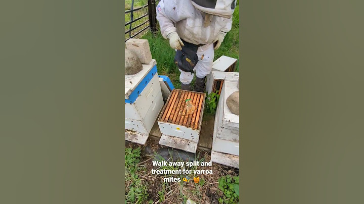 doing a walk away split (turning 1 strong hive into 2 hives)