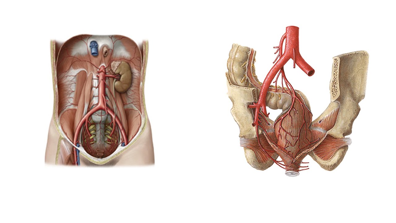 Rectum ve canalis analis’in beslenmesi