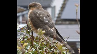 Young sparrowhawk