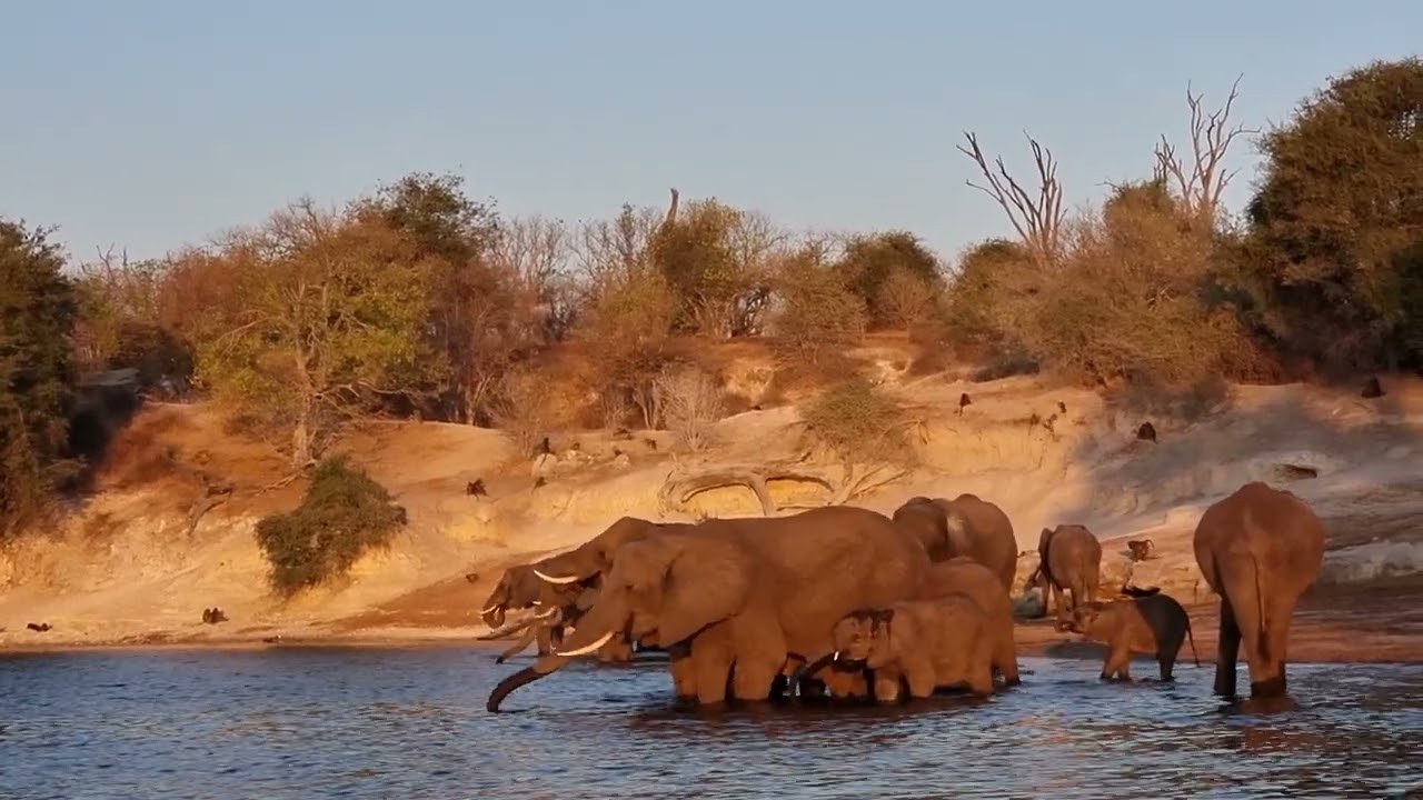 Elephants drinking water from the Chobe River. Chobe National Park, Botswana, Africa.