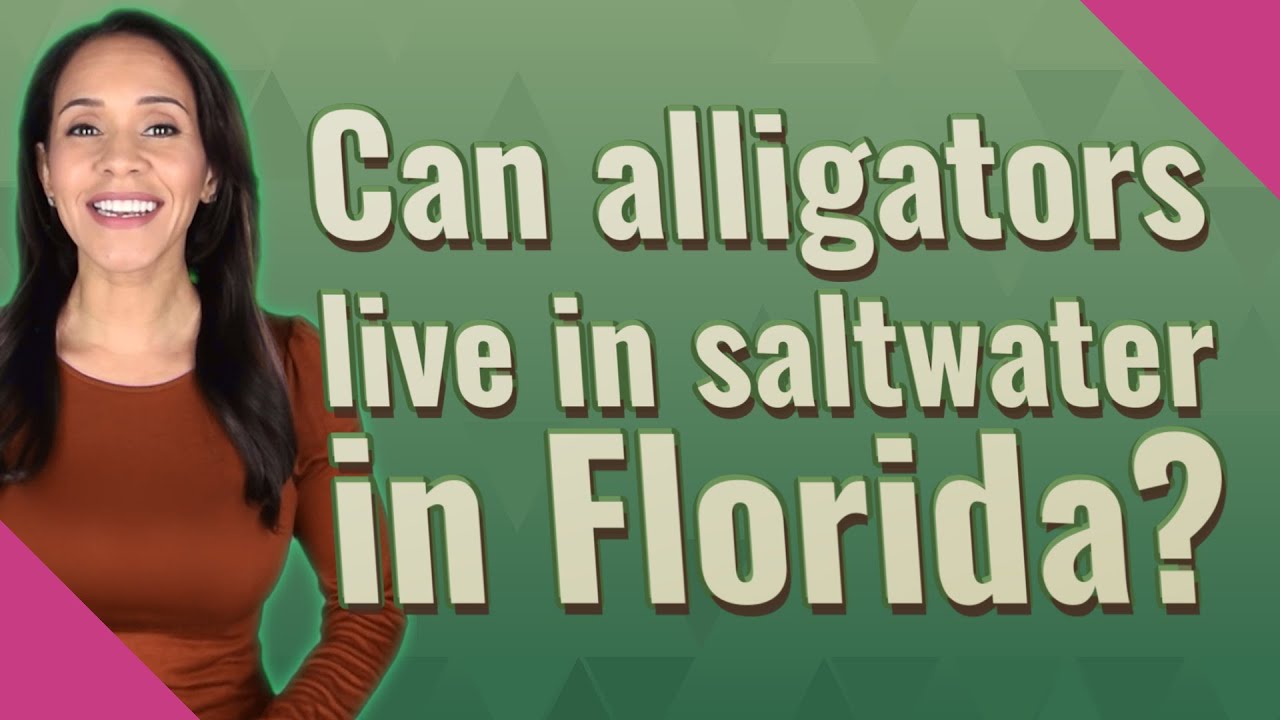 Can alligators live in saltwater in Florida? YouTube