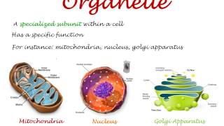Levels Of Structural Organization