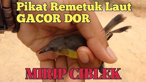 Mikat Burung Remetuk Laut dilokasi Sekolah || bentuknya Mirip mirip Ciblek Kristal