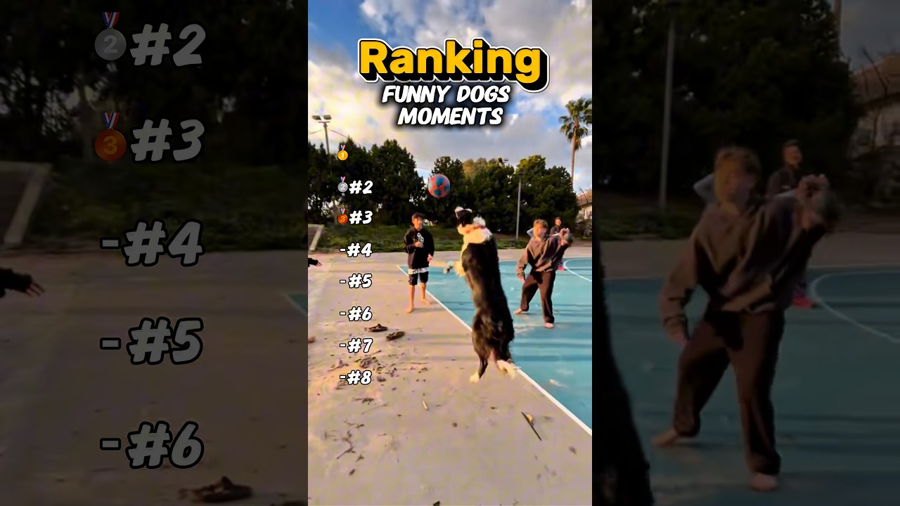 Ranking Funny Dogs: part 7🐕