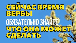 Сейчас время вербы - ОБЯЗАТЕЛЬНО ЗНАЙТЕ что она может сделать!