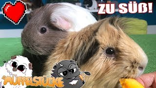 Das Neue Meerschweinchen Ist Viel Zu Süß Die Müffelstücke