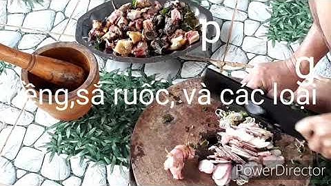 Sóc nấu giả cầy.