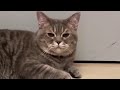 🐈 cute cat relaxing video 🐈⬛It's cute and soothing.Healing of the soul 🥰可愛い❤メロメロなりますねぃ❤癒やされますねぃ😍