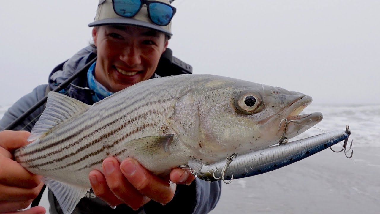 First Striped Bass of 2025 - California Surf Fishing