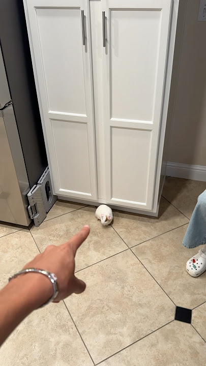 a rat! #meme
