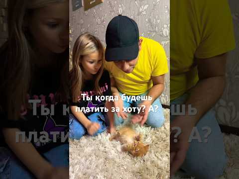 Наглый Котик Живет С Нами Shorts Жиза Юмор Shortvideo Youtubeshorts