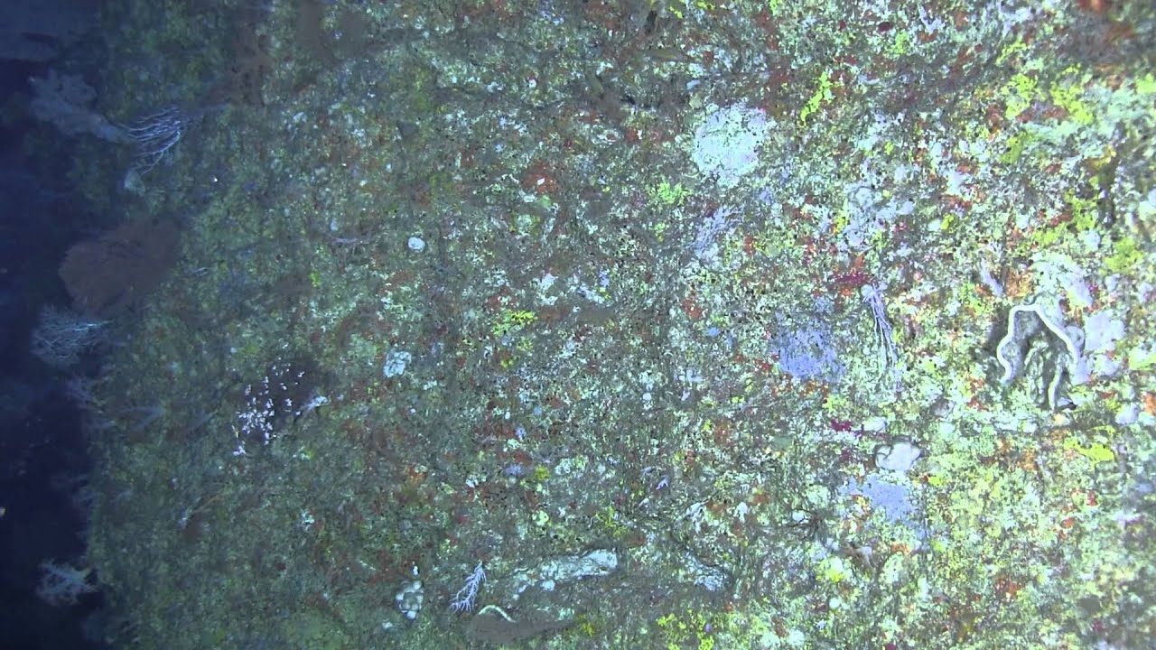 Grammatonotus, Tosanoides, Odontanthias