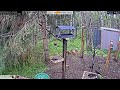 2026-06-04 - Foothills Birds - Foothills, AB - Live Stream Bird Feeder Cam (FiRN)