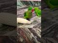 mere pyare bacche 🦜🦜 #nonstoptalkingparrot #talkingparot