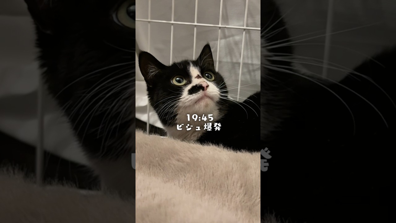 【猫たちとの暮らし】みんなの“可愛い”が爆発した日