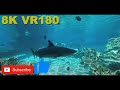 8K VR180 3D Underwater viewing of sharks rays and reef fish at Seaworld on the Gold Coast Queensland