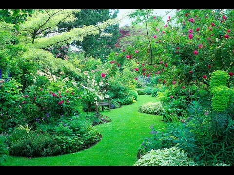 Vidéo: Roses : Un Entourage Approprié Pour Une Reine Des Jardins