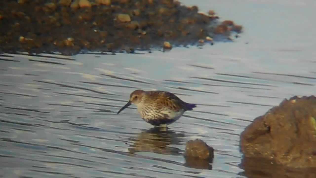 photography en español Dunlin