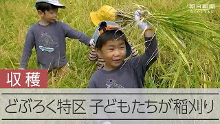 どぶろく特区の鳥取・伯耆町で酒米の稲刈り　子どもらも奮闘