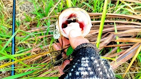 hành trình lure dạo , câu cá lóc bằng nhái hơi F35 TNT